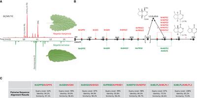 Functional iridoid synthases from iridoid producing and non-producing Nepeta species (subfam. Nepetoidae, fam. Lamiaceae)